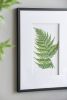 Set of 4 Botanical Black And White Fern Wall Art , Wall Decor for Living Room Dining Room Entryway, 20" x 28"